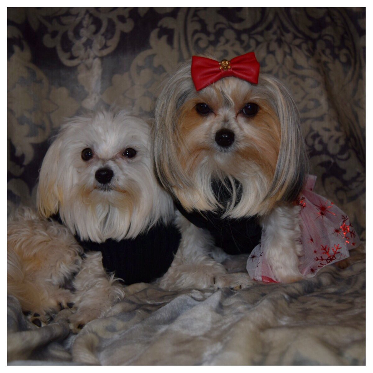 LoftinJanet's tweet photo. Sweetest Morkies ever https://t.co/KoKyvGc8Gd