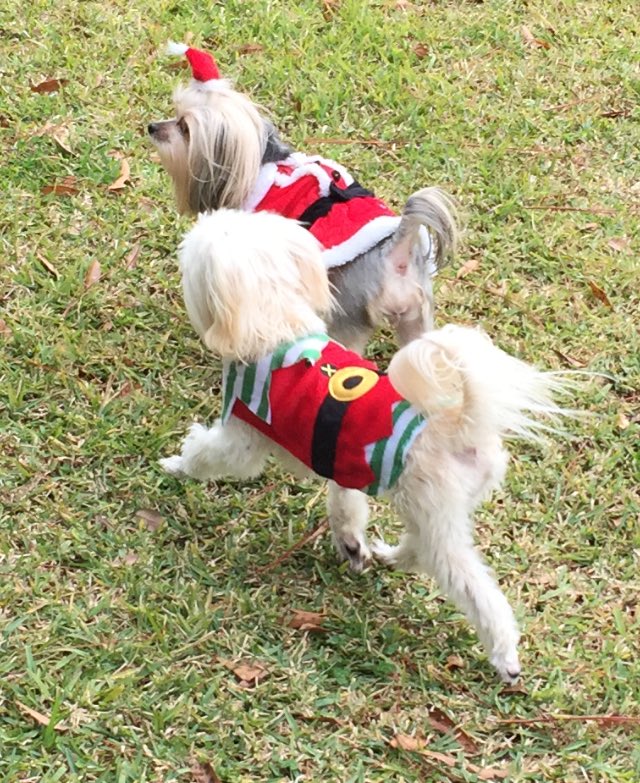 LoftinJanet's tweet photo. Miss Santa &amp; her Elf... love my Morkies https://t.co/riwV6Ywhzi