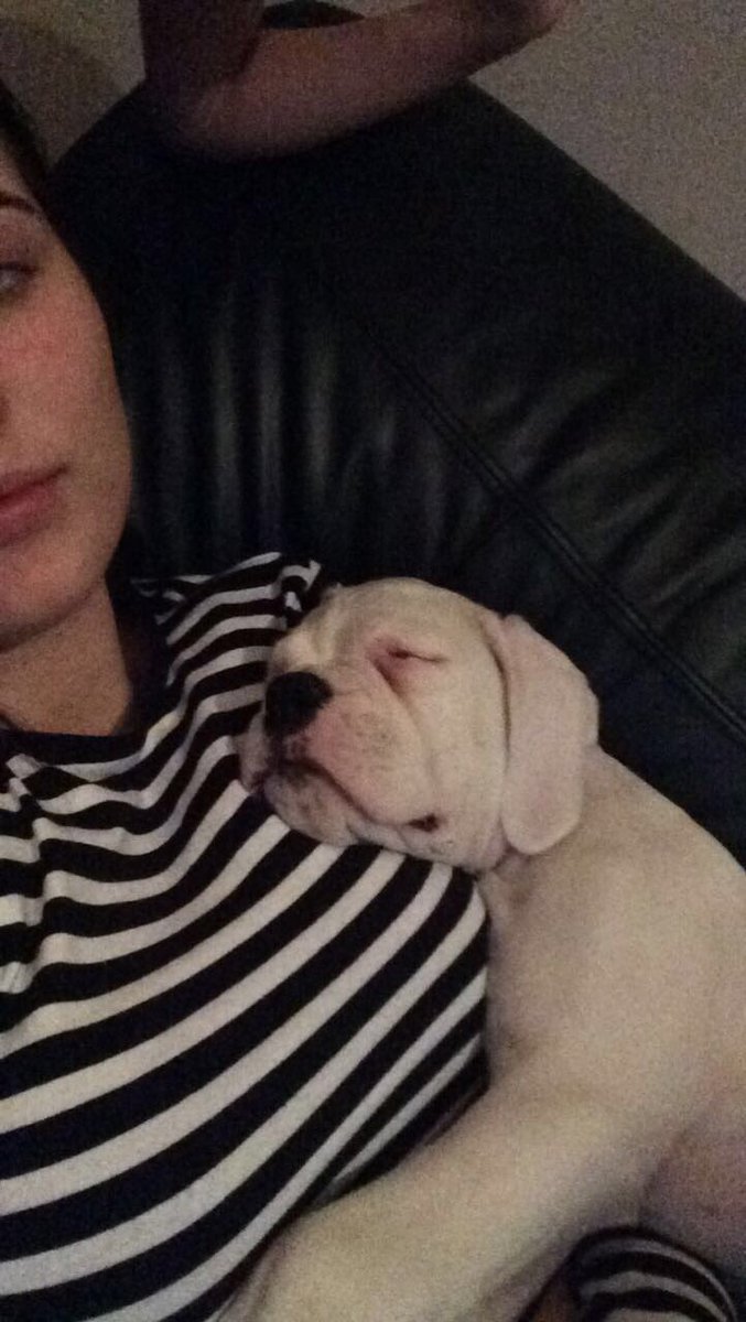 HelenaFanney's tweet photo. Þetta er barnið mitt 🐶💕 https://t.co/5x5EXbSRqL