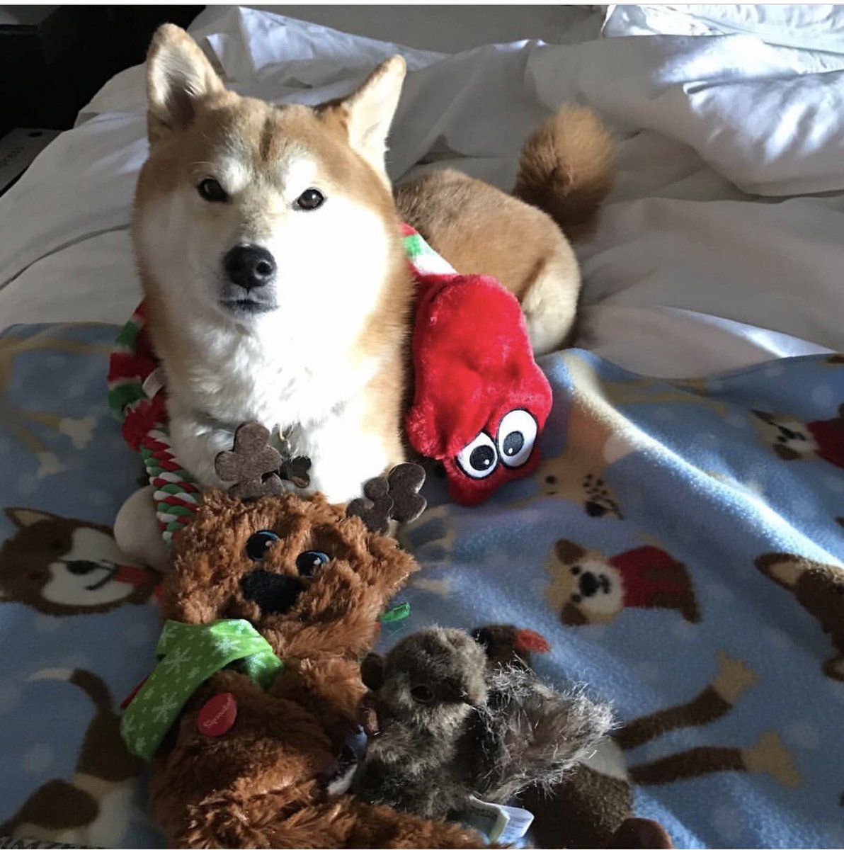 secretshiba's tweet photo. Here's a pic of @BellaWindham5 with her #secretshiba gifts! She loves them @LeahShiba! https://t.co/sUkT3hZEcU