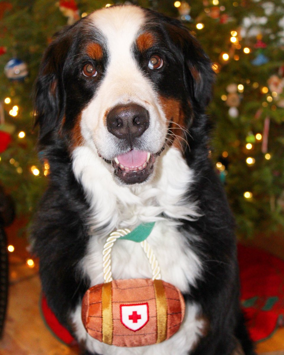 bernese mountain dog barrel