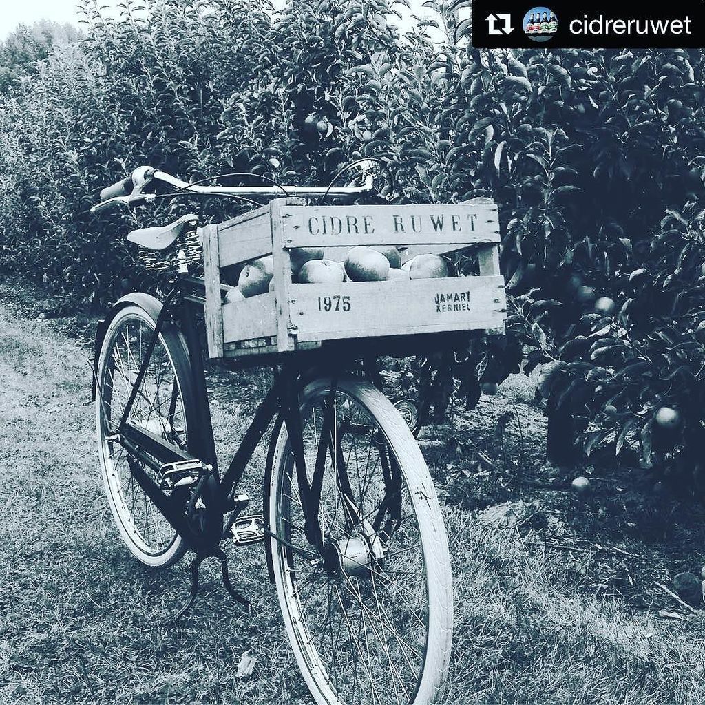 DrinkingCiders's tweet photo. #Repost @cidreruwet
・・・
Our orchard ride #cidreruwet #autumn #vintagestyle #apple #appleci… https://t.co/O3Bj7ogaB0 https://t.co/akb0MWlsdf