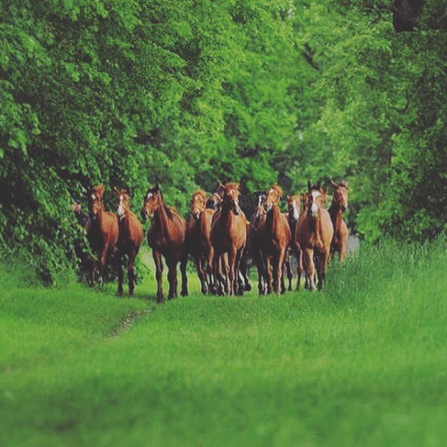 sdaheralmosawi's tweet photo. .:.زحمة حكي ما بنتحكي.؛
#الخيول #horses #bahrain #manama #bh #saydan #green # https://t.co/LRjEE3j5C5