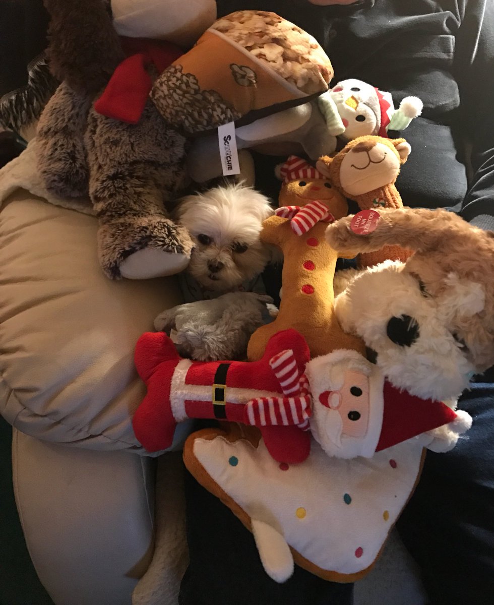Danisingz's tweet photo. Just a few of the things Shyla-B has gotten for Christmas. Such a VIP pup!! #VIPpup #maltese #christmaswiththeklehas https://t.co/ml7IIXmkeA