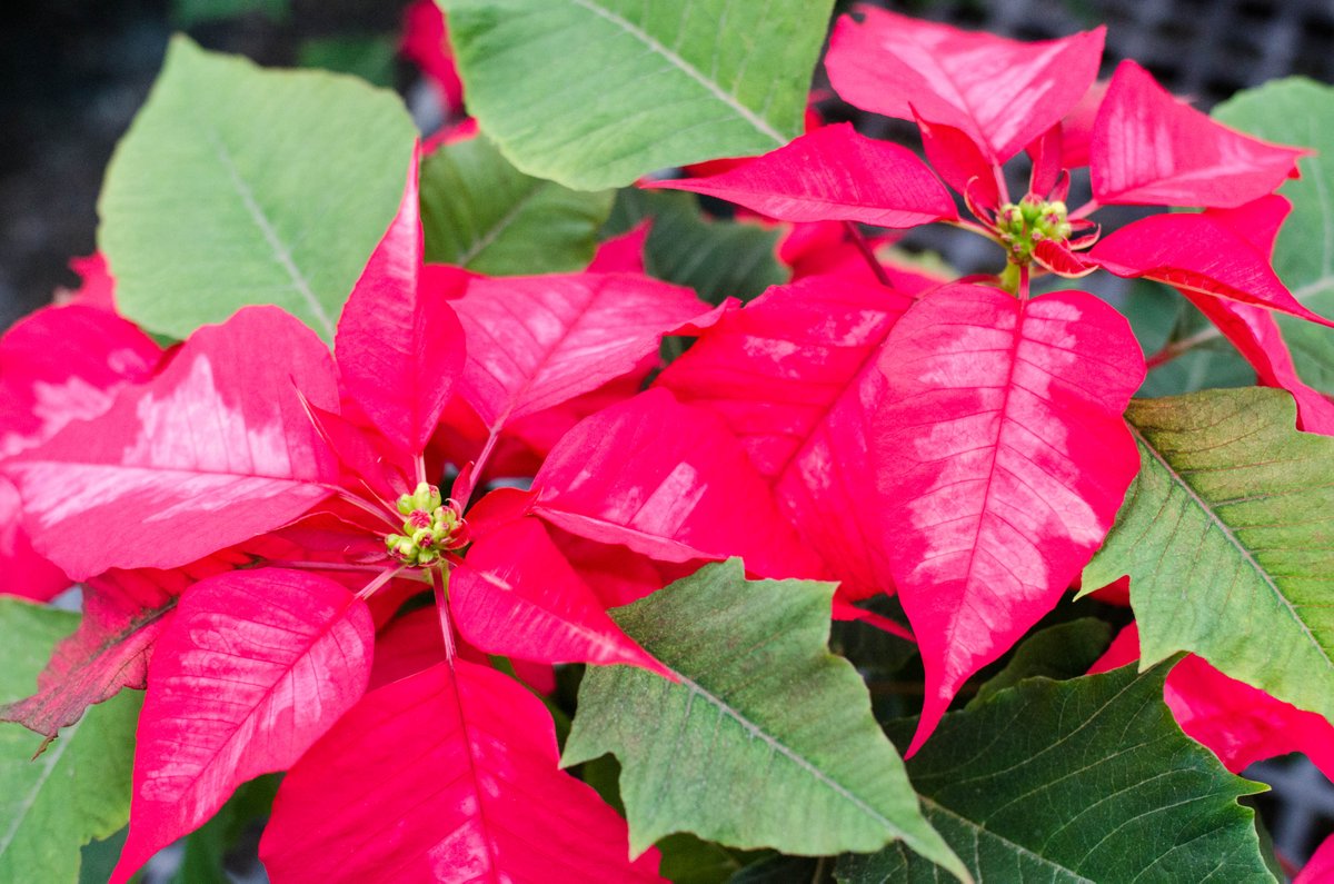 50% OFF Poinsettias &amp; Christmas Shop now through January! #sale #poinsettias #afterchristmassale #Christmas #strangesflorist