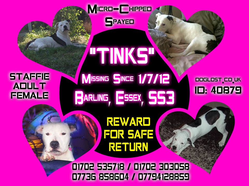 FindOurPup's tweet photo. Another beautiful missing Staffy cross. Lost 01/07/12 #Essex SS3 Chipped & spayed. Very loved
#ScanMe #CheckThatChip #FindTinks #Getmehome https://t.co/mmFKCqOJCI