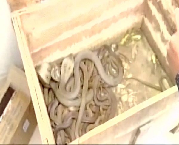 SakshiNews's tweet photo. #2persons #seized70Cobras #45RussellsVipersnakes #25mlvenom
70 కోబ్రాలు, 45 రస్సెల్ వైపర్ పాములు : https://t.co/BF2fHsNS3A https://t.co/bhW80opU6K
