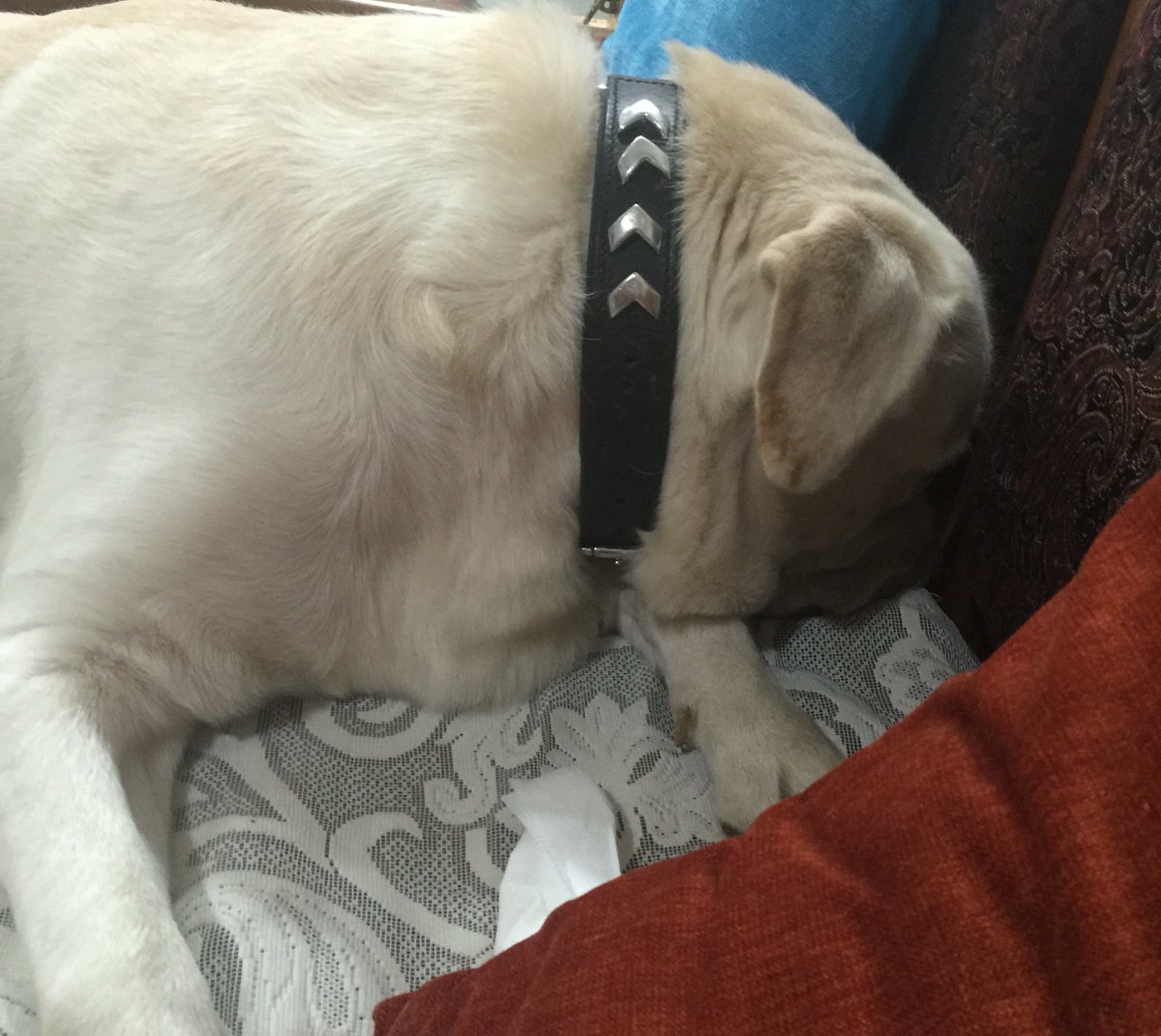ThorTheSuperdog's tweet photo. Ultimate Sulk Level Unlocked https://t.co/2zW2QvlAC1