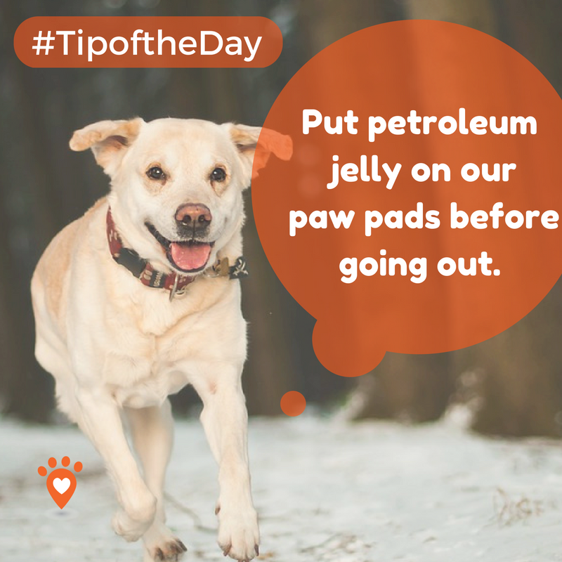 BarknYapp's tweet photo. Putting petroleum jelly on our paws helps to protect it from salt and chemical agents. And moisturizing after helps to heal chapped paws. https://t.co/7IzURuCc4L