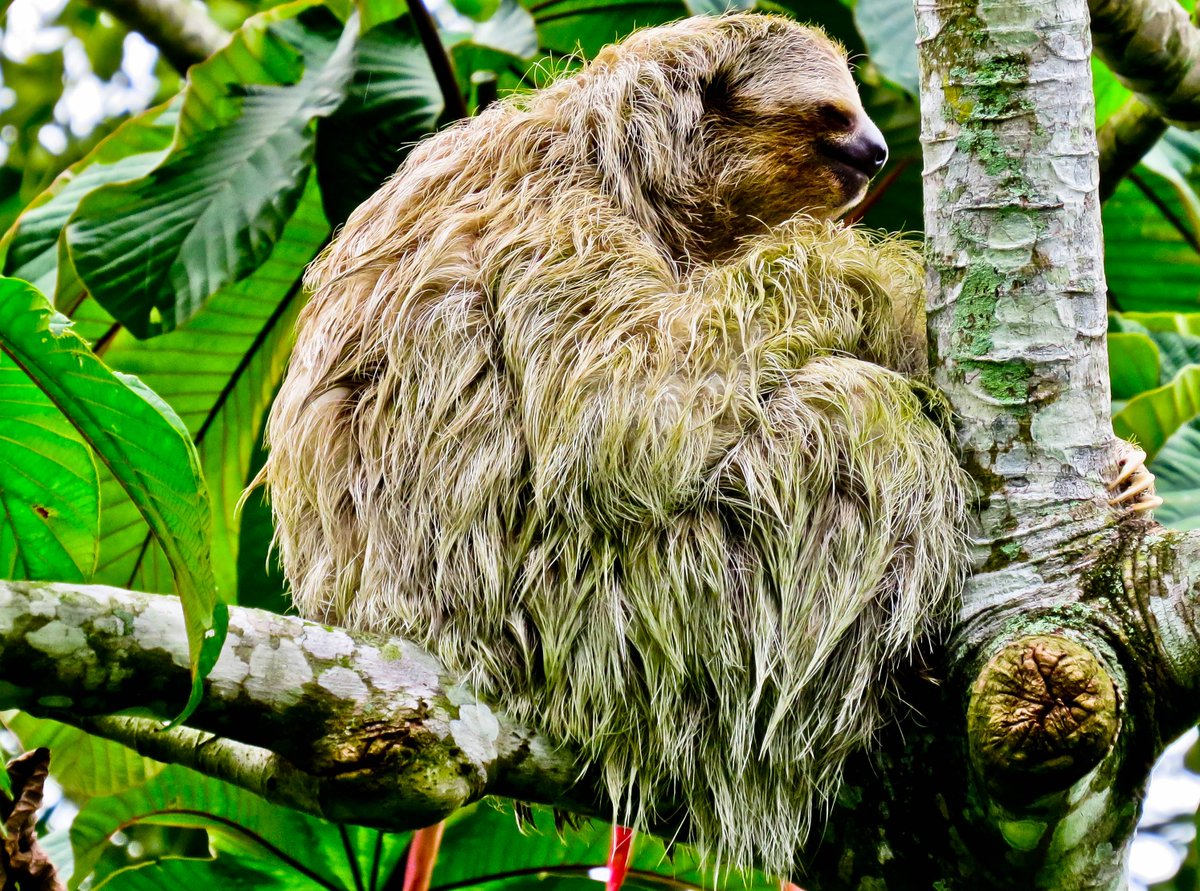 onlybyland's tweet photo. Costa Rica - Volcanoes, wildlife and beaches!
#CostaRica #volcano
https://t.co/8HlnZKKTka https://t.co/KTdWAVIFvJ