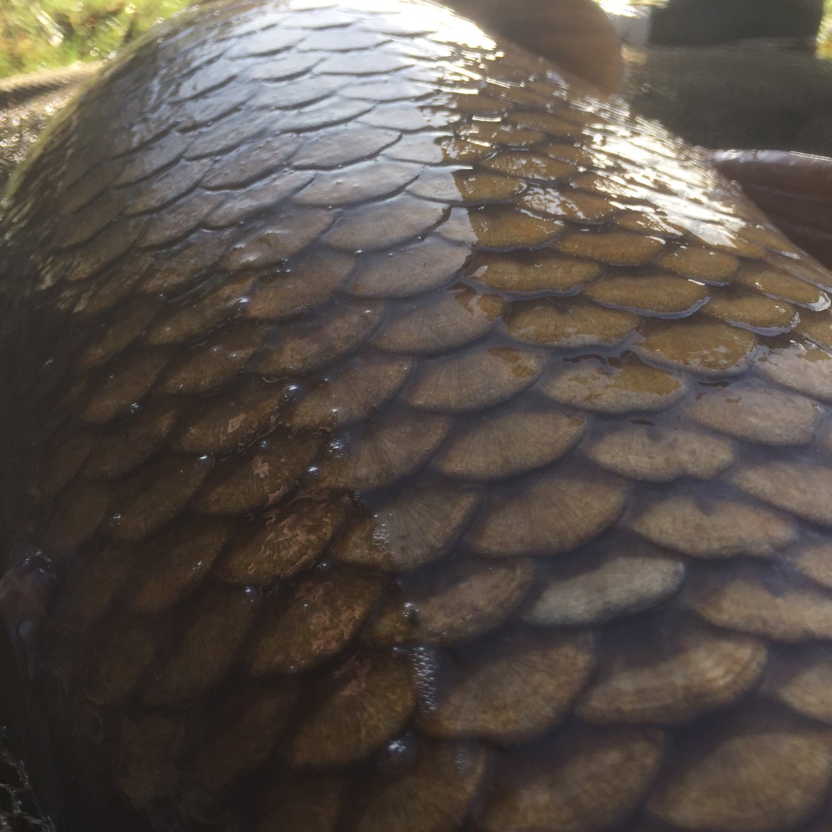 carpcatcher2011's tweet photo. @jimmyp2014 nice 1 bro 👌👍🏻📷
Thanks for sharing with @linebreakerscarp 📷🎣
#tag us in all your pics
#linebreakerscarp https://t.co/vxTUKHhsey