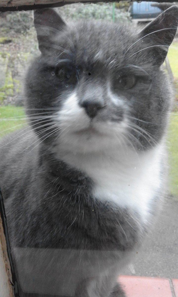 graysonlarkin's tweet image. That wide stare a reminder of the strength and pain
Of being young; that it can&apos;t come again,
But is for others undiminished somewhere.