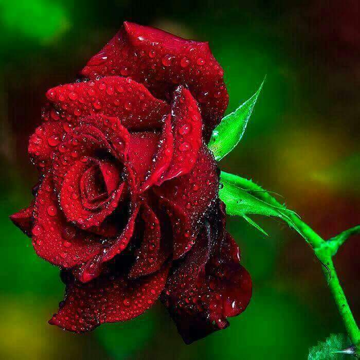 jineesh (@jineeshkp20) on Twitter photo 