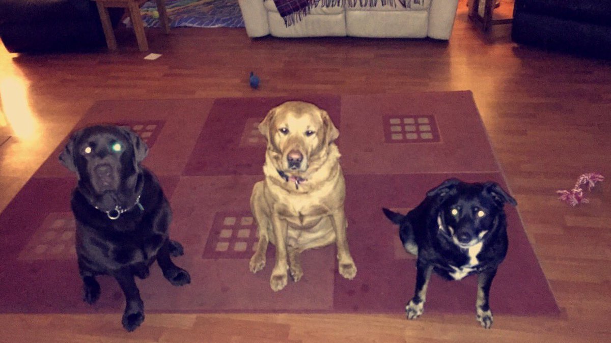 Frankie_Lynn26's tweet image. 3 amigos!😍❤️ #Dogs #2Labs #Chocolate #Ginger #JackRussel/BorederCollie #MyWorld #Pets #Rescue #AdditionalFamilyMembers