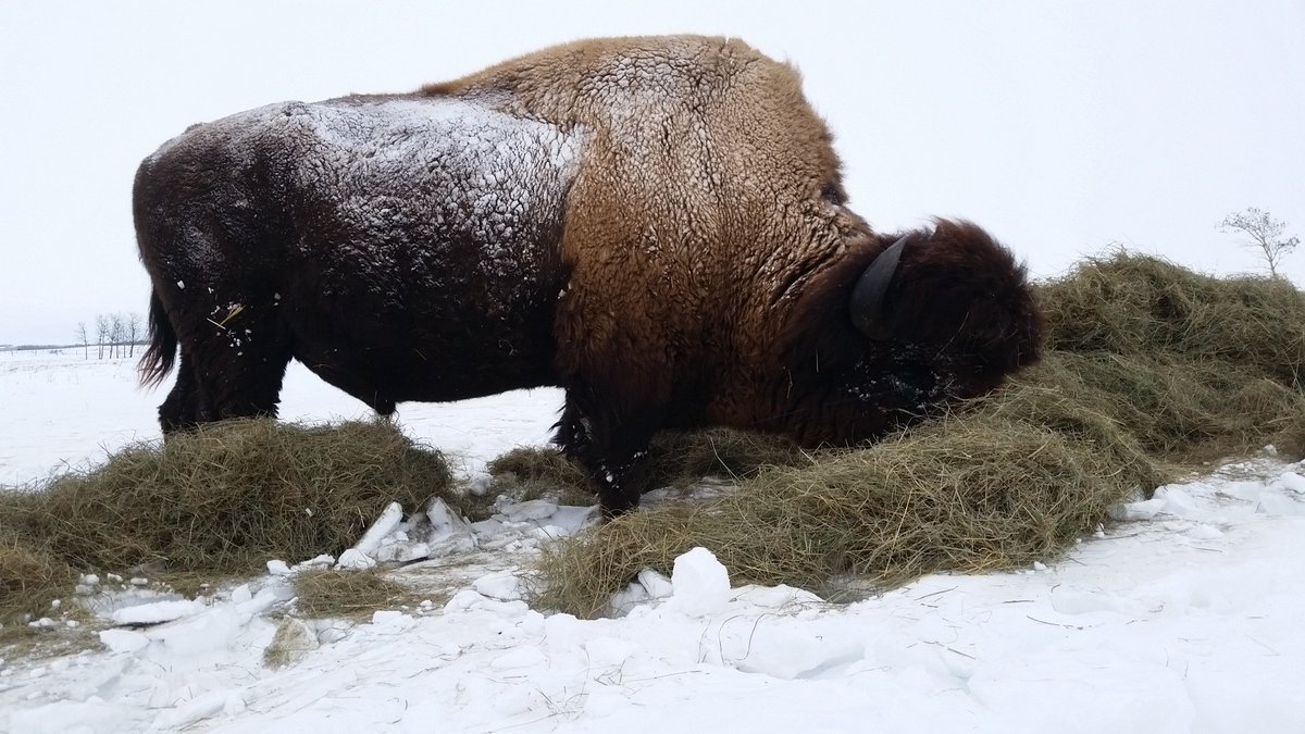 rjbisonranch's tweet photo. The big guy made short work of that 1700 lb hay bale #bison #hay16 #westcdnag #ranchlife https://t.co/LdwcEBEhqH