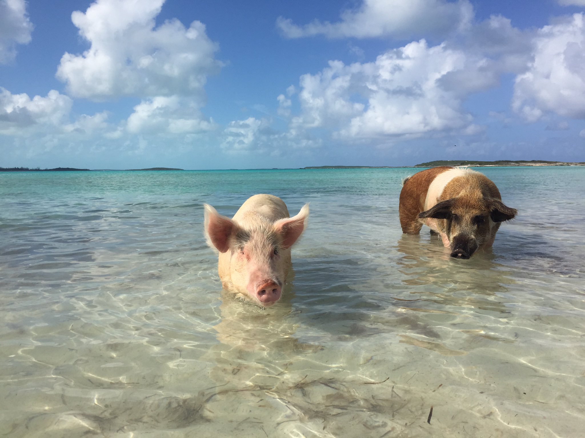 さわお 育休中 午後から半日のクルーズツアーに参加してきた 有名な豚が泳ぐビーチに来れたぞ いっぱいいたし 綺麗な海で泳ぐ 豚が見れて満足 さわ旅 バハマ 豚ビーチ T Co Grcpgkks Twitter