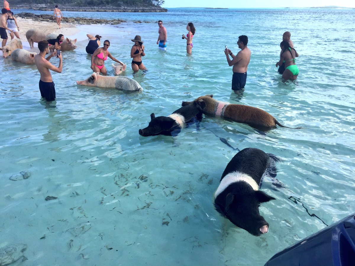 さわお در توییتر 午後から半日のクルーズツアーに参加してきた 有名な豚が泳ぐビーチに来れたぞ いっぱいいたし 綺麗な海で泳ぐ豚が見れて満足 さわ旅 バハマ 豚ビーチ