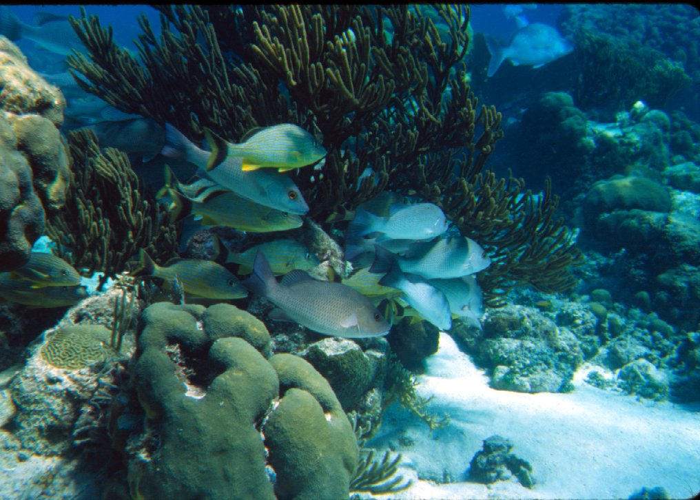 <a href="/NOAA/">NOAA</a> awards $2M+ in ‘16 Coastal Ecosystem Resiliency grants to increase #reef resiliency in HI &amp; FL go.usa.gov/x9C8C