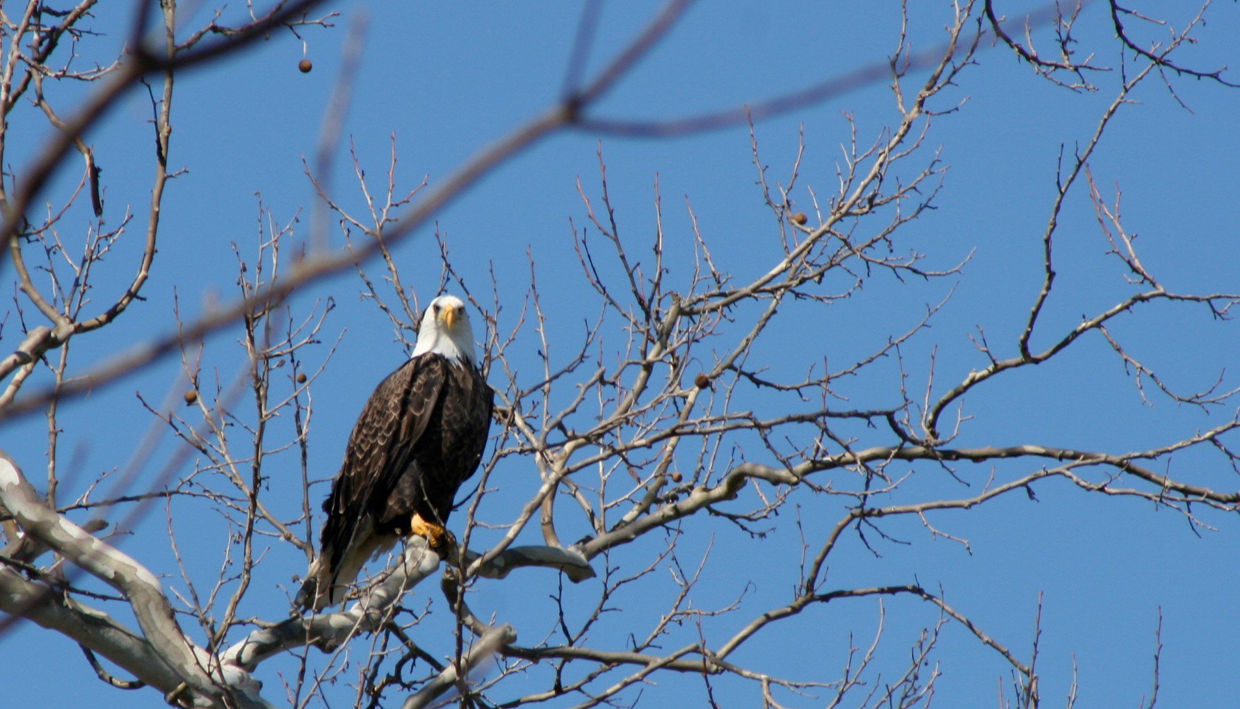 Visit Indiana on Twitter "The Eagles Have Landed in Indiana! Here’s