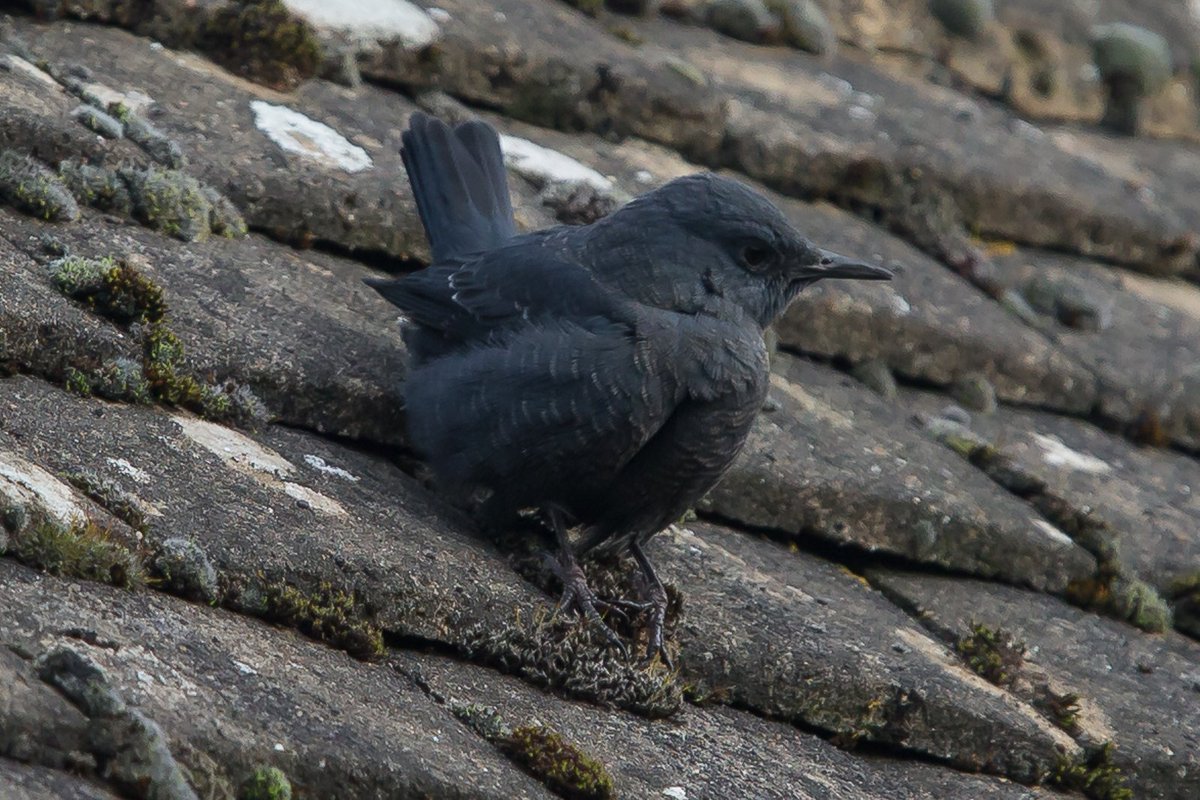 Photos by <a href="/davem75/">Dave Morgan</a> of the BLUE ROCK THRUSH still present today at Stow-on-the-Wold, Gloucestershire. #rbnGLS #rbnMEGA