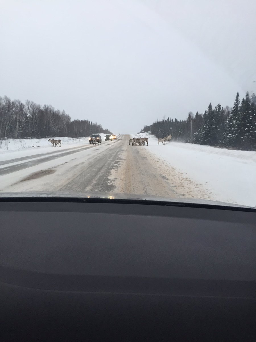 baileyvm's tweet image. #nltraffic Caribou all over the road east of Deer Lake. @CBCNL @VOCMNEWS