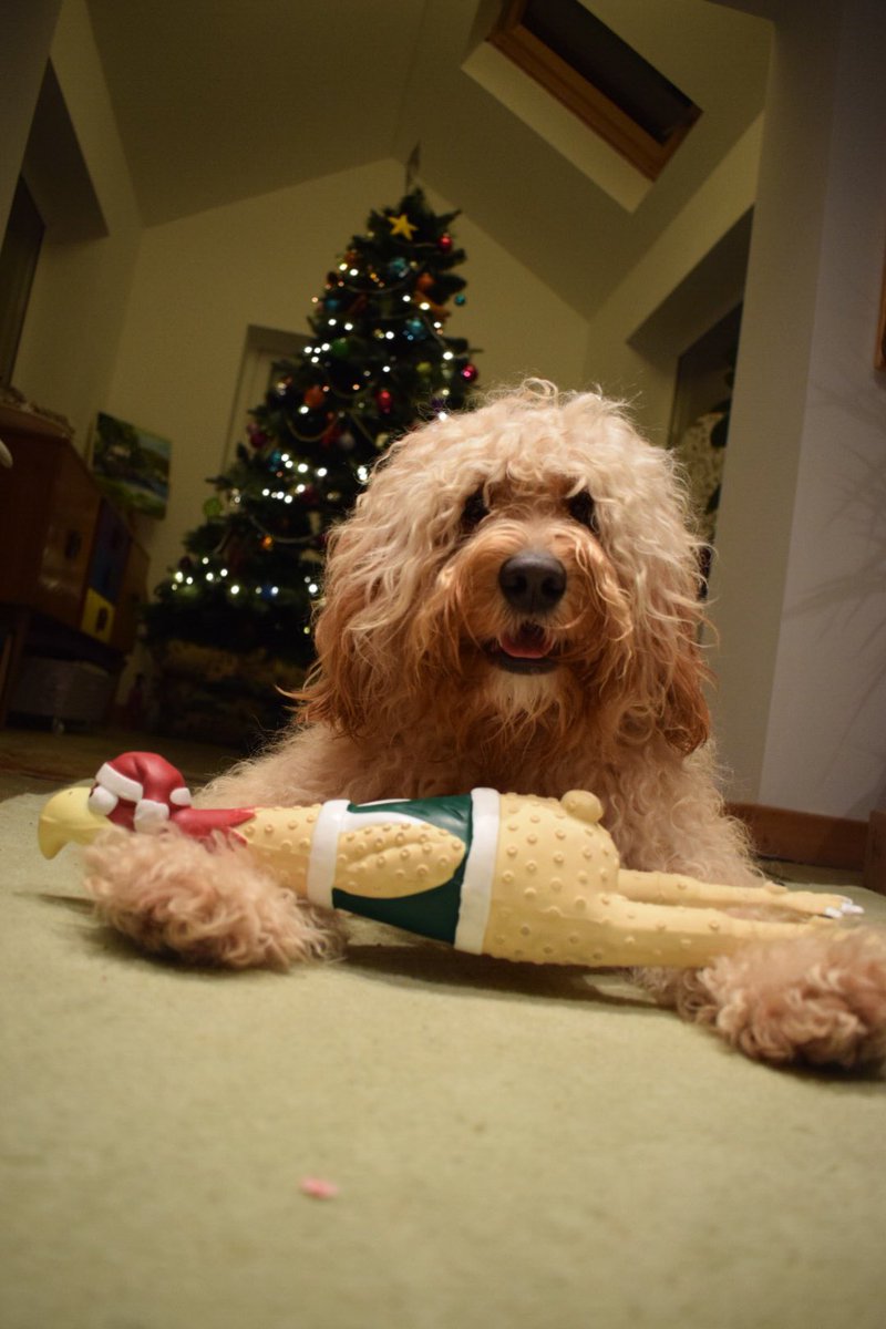 tedoodledoo's tweet photo. Still enjoying turkey leftovers #christmas #leftovers #turkey https://t.co/GaXKEjMjIO