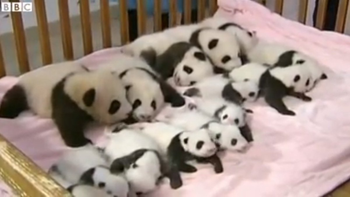 ROSSIHOMESTORE's tweet image. Just saw this picture of PANDA PUPPIES I had to share! PRECIOUS!