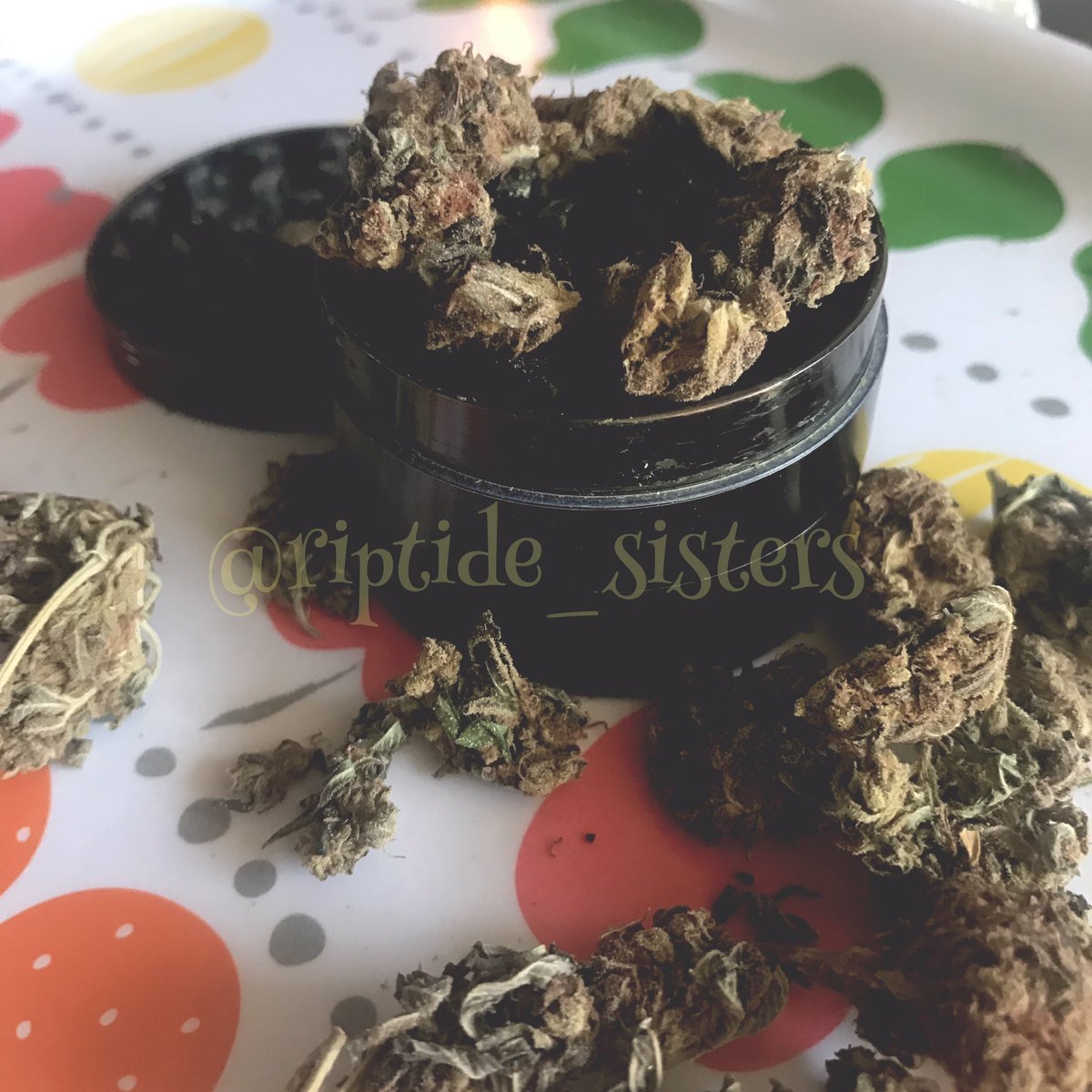 riptide_sisters's tweet image. Trimming trees.- A #weed #staylifted #tree #stonergirl #lastofmystash #purpleprincess #puffpuffpass