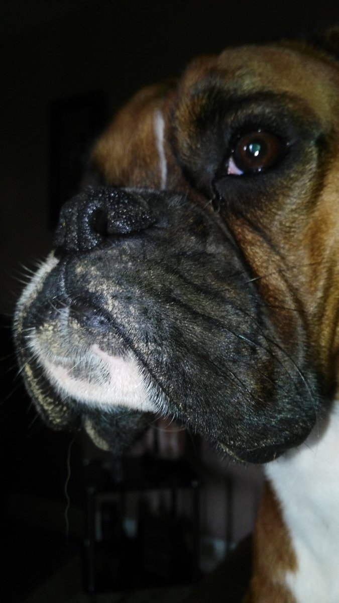 billysnake84's tweet photo. @BoxerDogUnion I absolutely was not digging in the garden #dirtychops https://t.co/JtSVeK9hTD