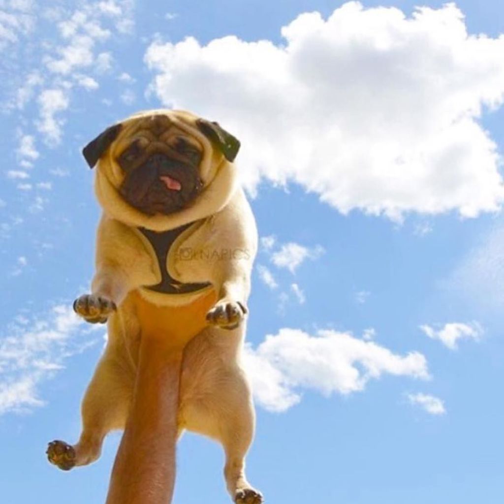 CaptainAndHound's tweet photo. @thetomcoteshow #puglife #pugsofinstagram #dogsoﬁnstagram #doggo #pug🐶 https://t.co/MVhWblqAE1 https://t.co/OMsLRC0hnS