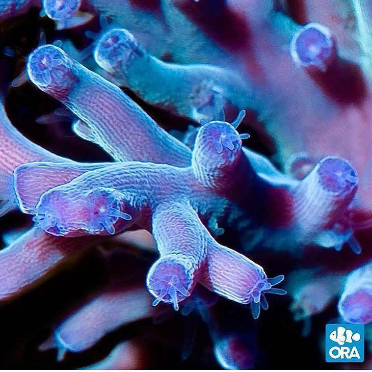 PolypLab's tweet photo. Support ORA products every chance you get! 👌🏻👌🏻👌🏻 check out @orafarm!
.
.
.
#coral #reefta… https://t.co/g8QgR91aNc https://t.co/9EKZRcsxu3