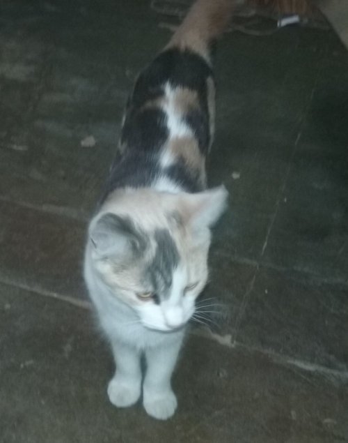 #catburglars The owners of Artisan Bonsai want to find this couple who walked off with their cat, Cali! Can you help? Please RT #cats