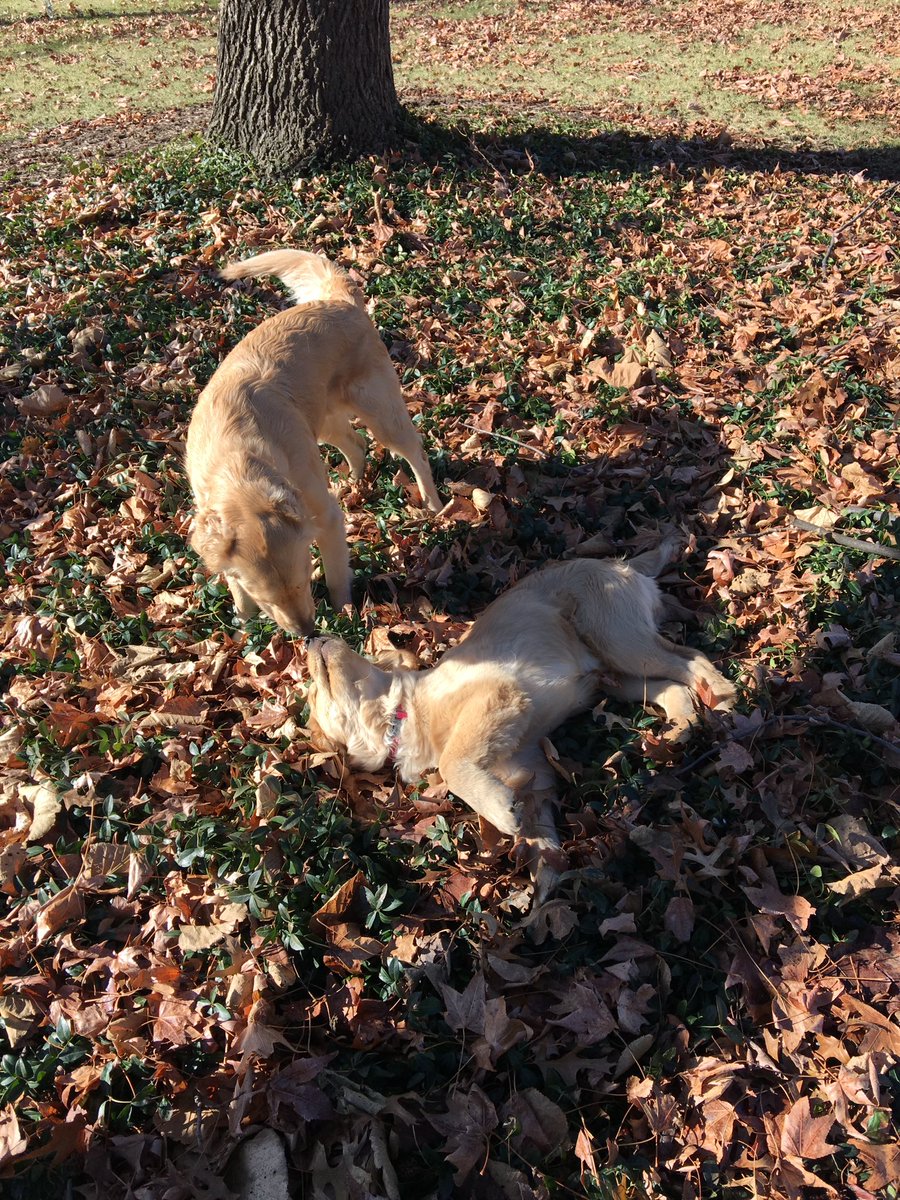 LK_DOGS's tweet photo. 2 goldens playing in a pile of leaves = 10000000 million happy hearts @AlexisLuinstra https://t.co/3WQe5LXHQF