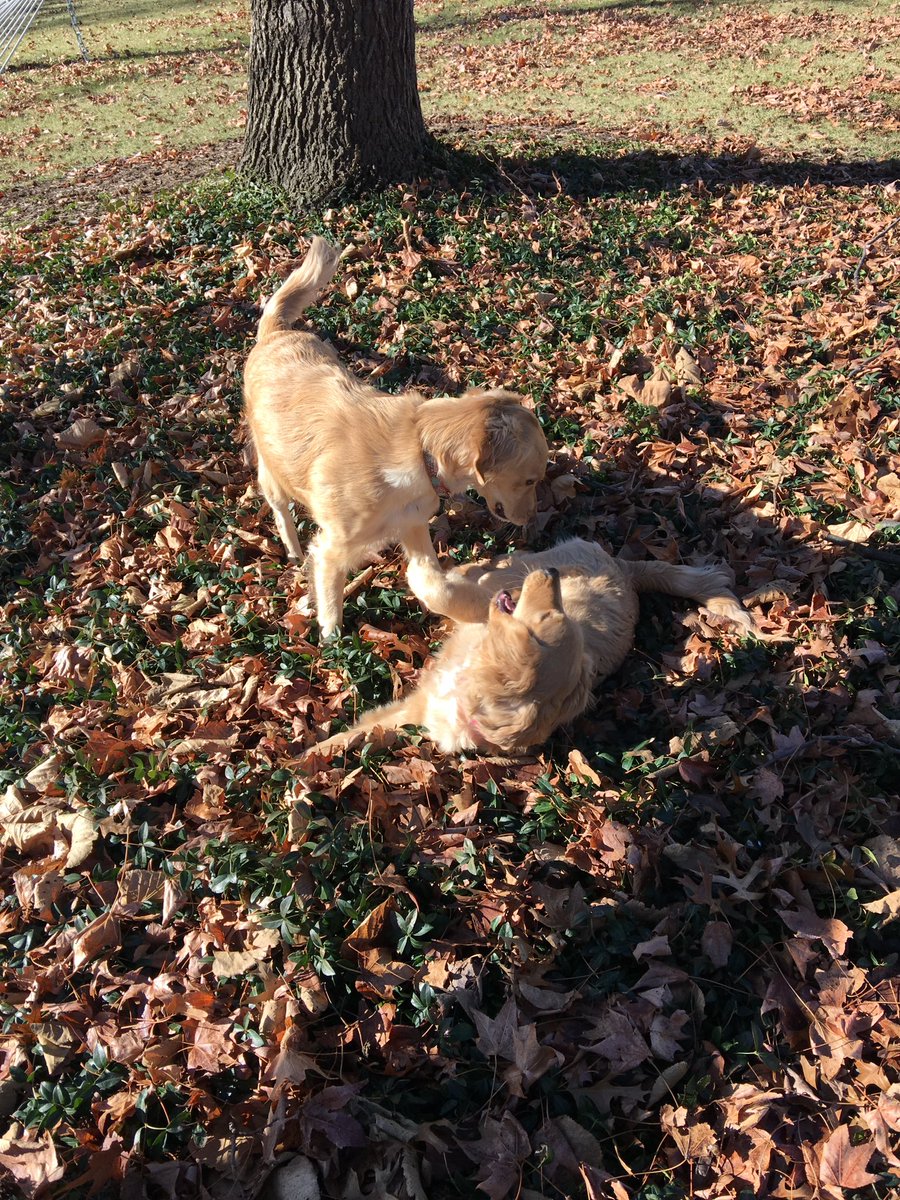 LK_DOGS's tweet photo. 2 goldens playing in a pile of leaves = 10000000 million happy hearts @AlexisLuinstra https://t.co/3WQe5LXHQF