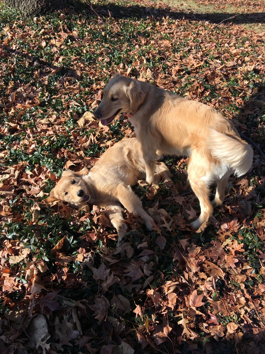 LK_DOGS's tweet photo. 2 goldens playing in a pile of leaves = 10000000 million happy hearts @AlexisLuinstra https://t.co/3WQe5LXHQF