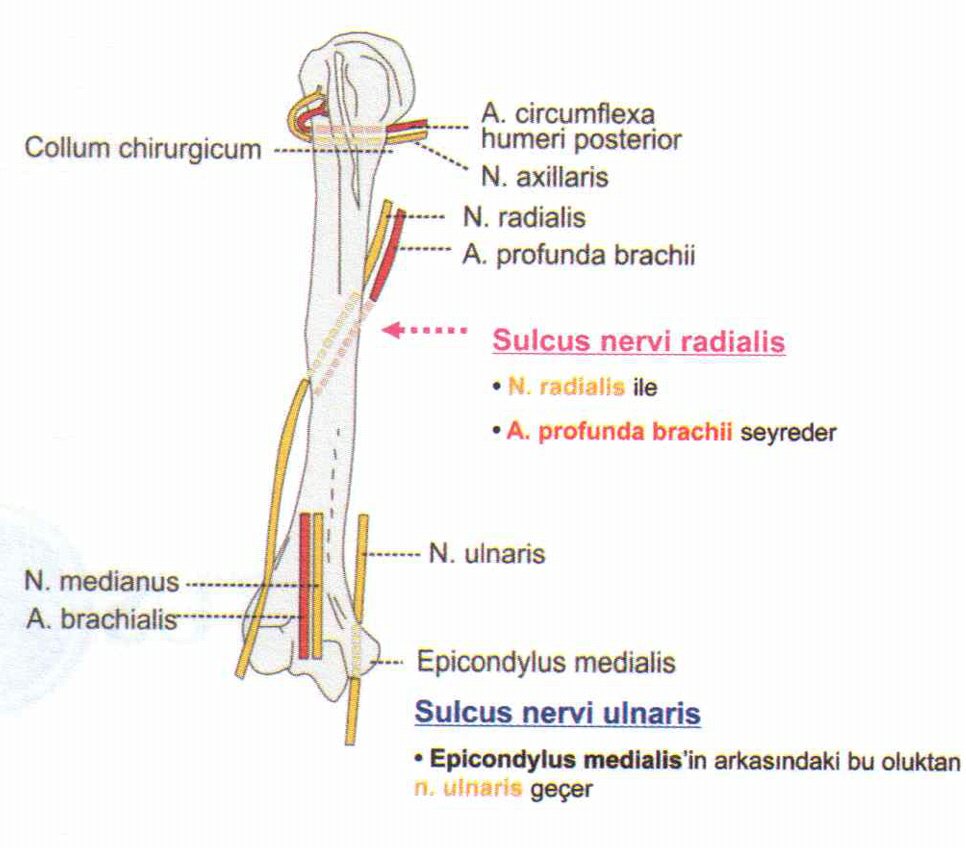 анатомия radialis ulnaris. дельтовидная шейка плечевой кости. Sulcus nervi radialis. Sulcus nervi radialis. Sulcus ulnaris кости.