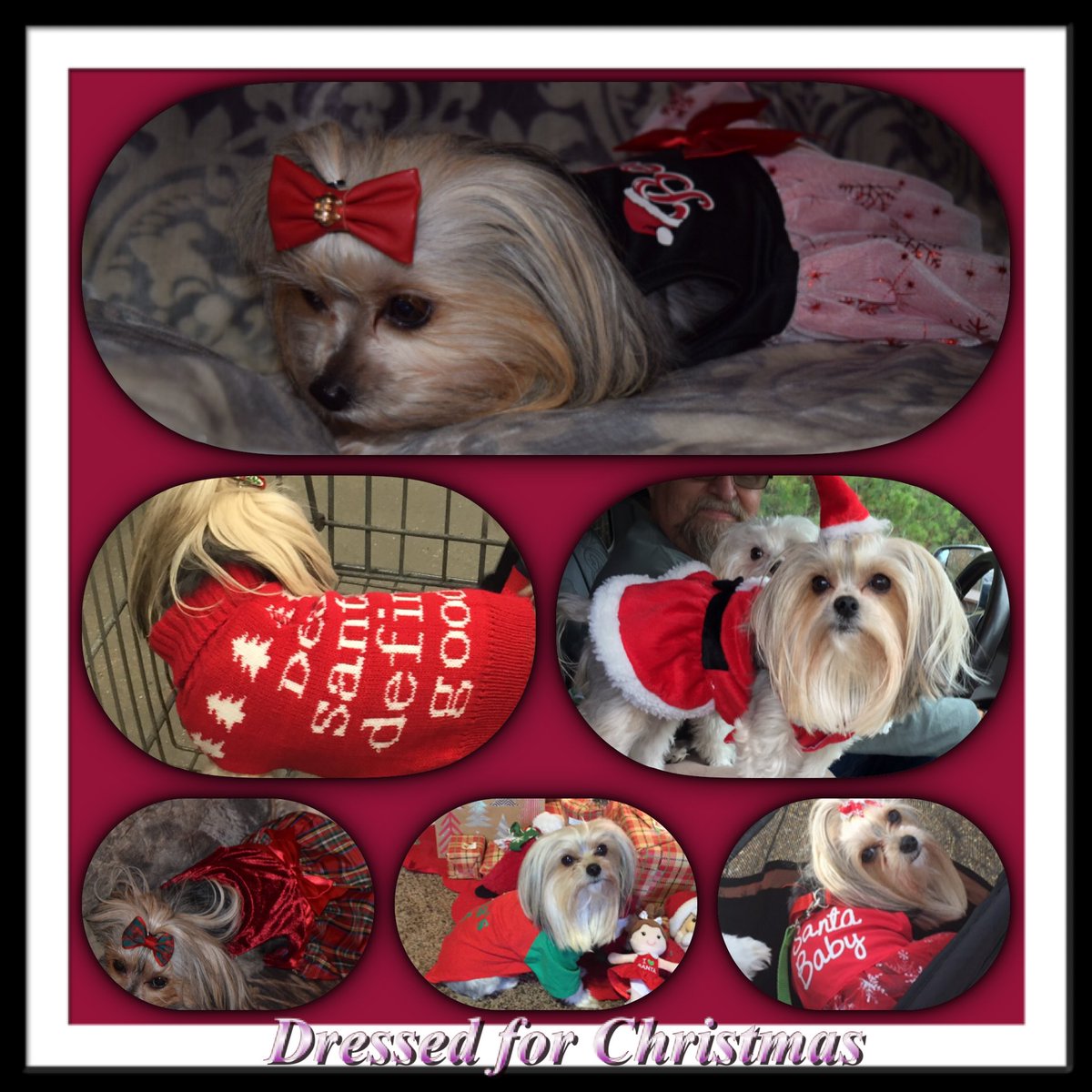 LoftinJanet's tweet photo. Well dressed morkie https://t.co/I8hpiLudaG