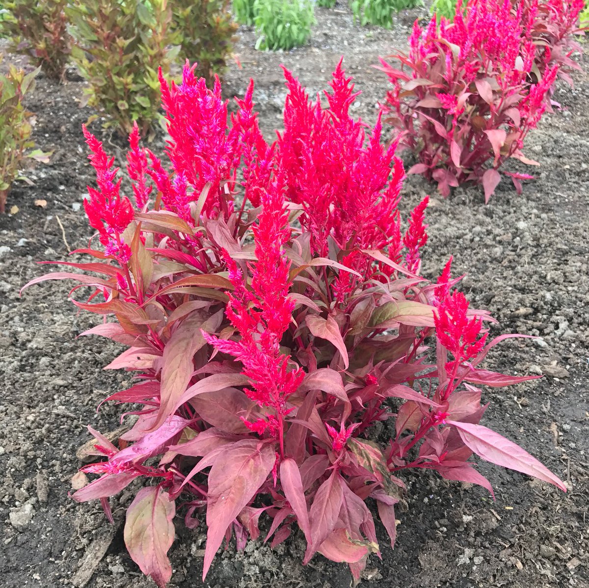 Jimmy Turner I M In Love With The Glowing Red Foliage Flowers Of Celosia Dragon S Breath In Our New Trial Garden Rbgsydney Seedannual Amaranthaceae T Co 0epb8ljnsj