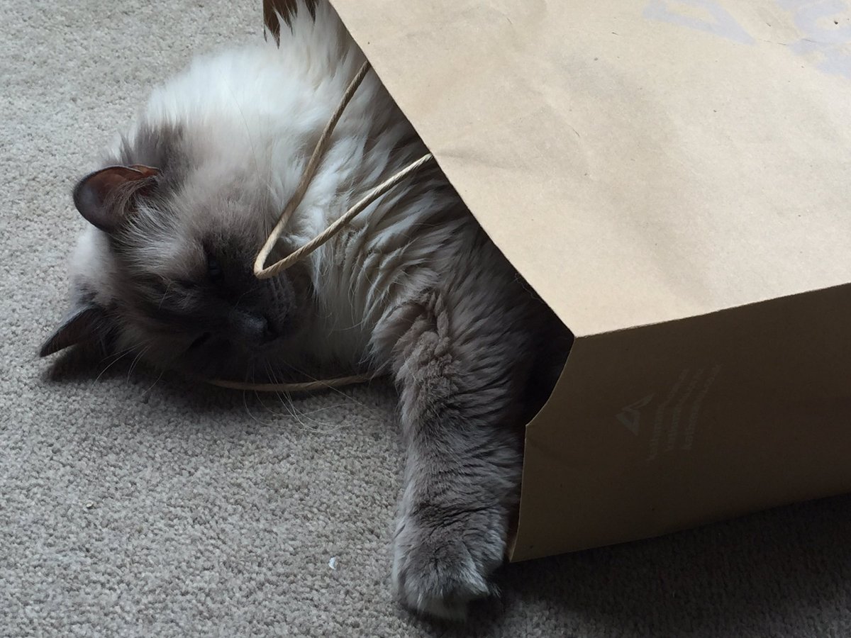 macmelb's tweet image. Sleep and @NetflixANZ for Leo and I today 
Everything can just wait another day