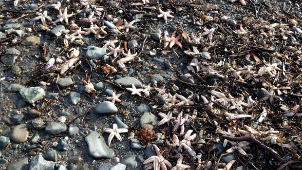 CBCNL's tweet photo. Why are dead lobsters, crabs and herring washing up along this Nova Scotia shore?

https://t.co/uUPTcNzxZe

#cbcnl https://t.co/hTQZxaUKYD
