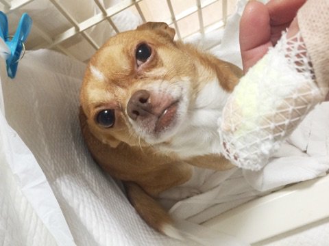 飼い犬に手を噛まれる Twitter Search 飼い犬に手を噛まれる Twitter Search