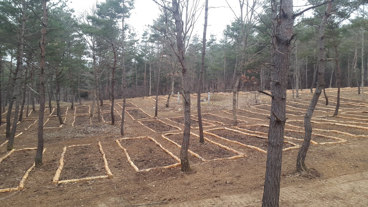 newjjun's tweet image. 《땡볕아래서 주말농장?
    시원한 그늘 아래서 산림텃밭은 어떠세요^~》
내년 봄 분양을 목표로  국내 최초 상업적으로 추진 되고있는 산나물 재배 전용
산림텃밭이 점차 모습을 갖춰간다~~~