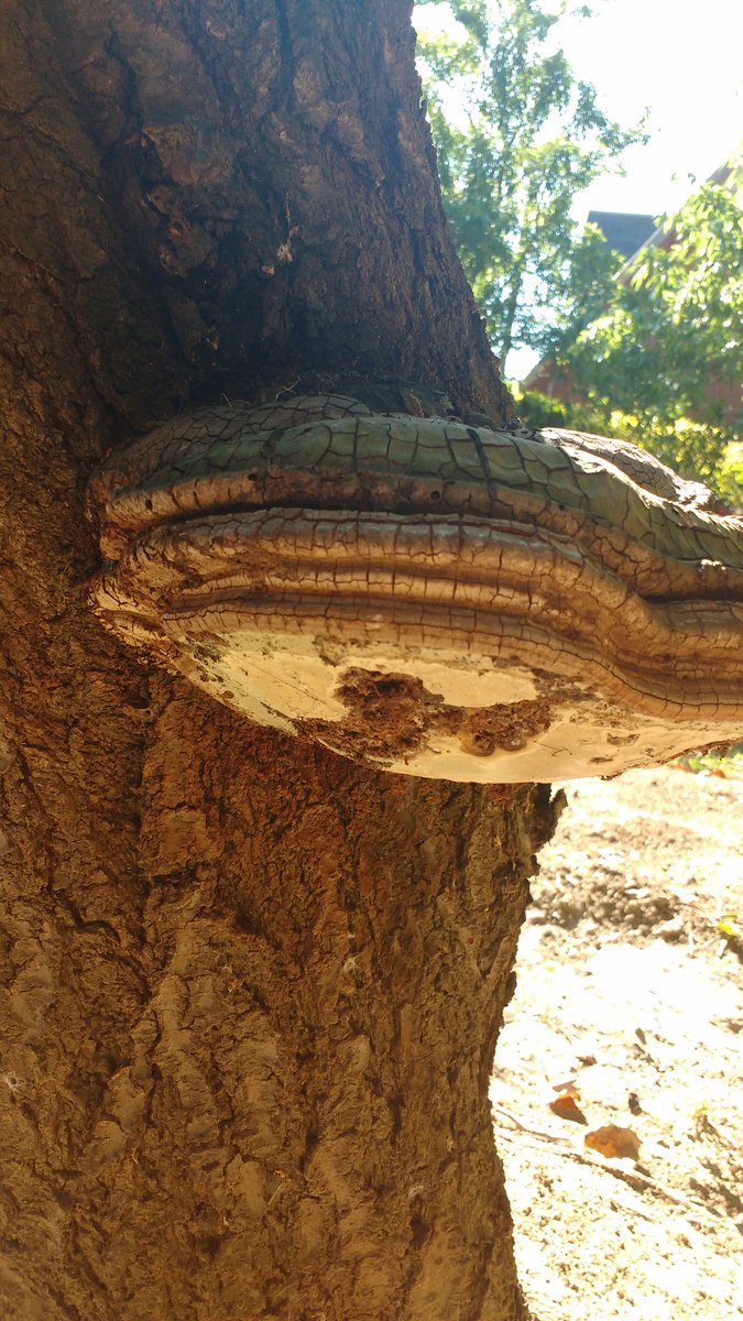 ValledeCuracavi's tweet photo. Maravillas en el @ValledeCuracavi #Espino #Hongos #Lomejordelonuestro
#Curacavi https://t.co/NJrbIc2EUG