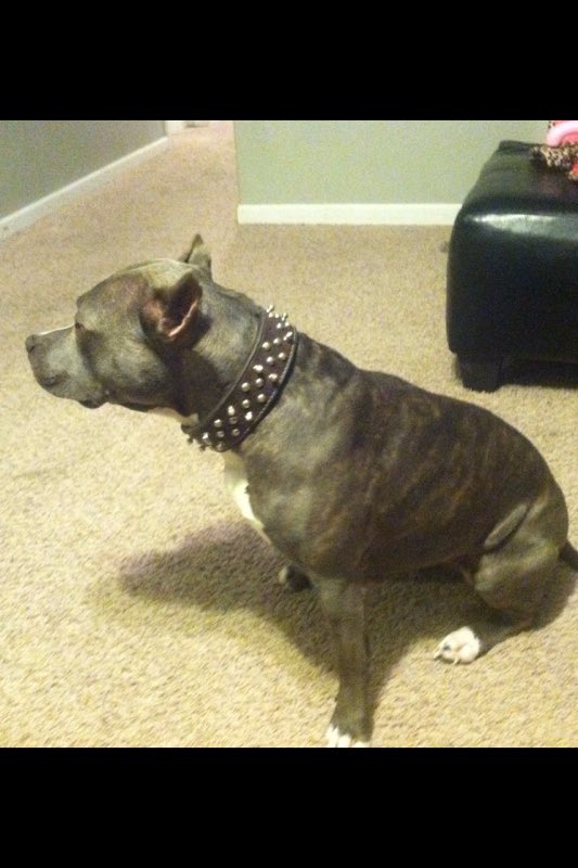 IceColdBully's tweet image. Female Kush we breed with Almighty Azul