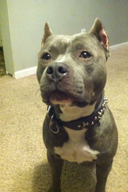 IceColdBully's tweet image. Female Kush we breed with Almighty Azul