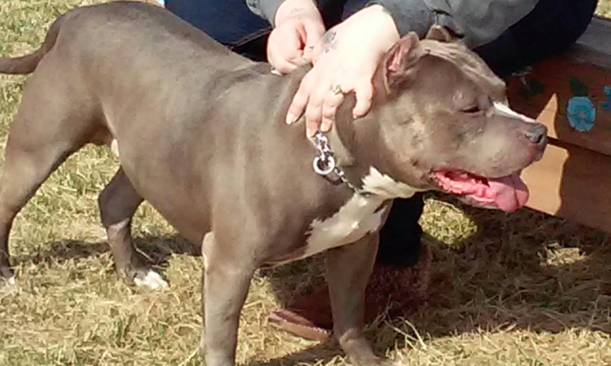 IceColdBully's tweet image. Almighty Azul