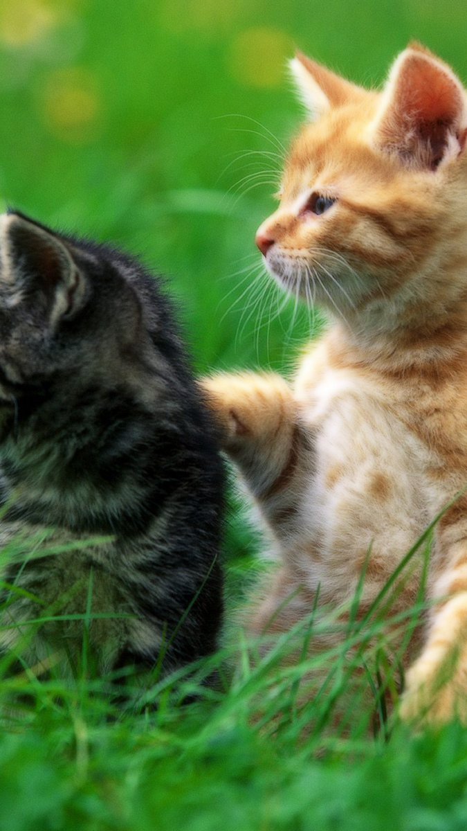 猫派の縦画 待ち受け画像 Nekohanotatega توییتر