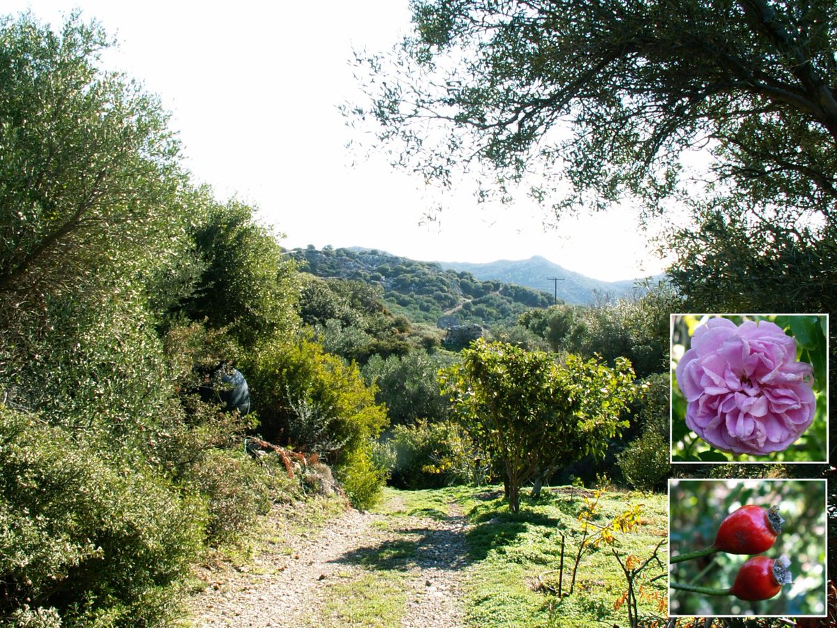 cretenaturalist's tweet photo. @WorldFogWatch The great #biodiversity to be found in Life In The Olive Grove in this week’s #CreteNatureBlog https://t.co/vLdTD7E0Cm https://t.co/f01LsTKxEu