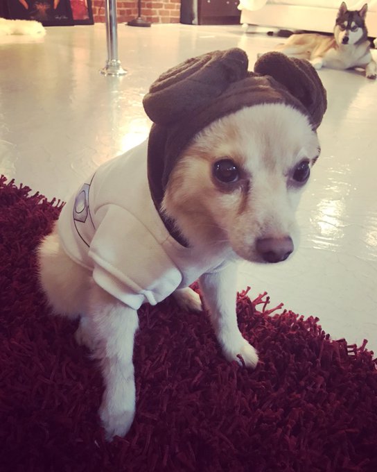 #CarrieFisher you will be missed 💔 #PrincessLeia #StarWars https://t.co/5N3o1Yd8WF<a href="/tag/carriefisher"class="tags">#CarrieFisher</a><a href="/tag/princessleia"class="tags">#PrincessLeia</a><a href="/tag/starwars"class="tags"><span>#starwars</span></a>