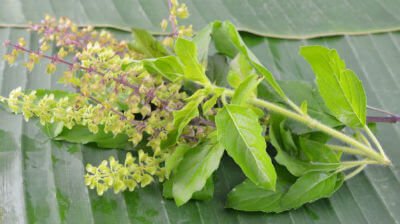 ThinkNaturalMag's tweet photo. Tulsi is an anti-aging, stress-busting herb
https://t.co/SU9Rqnr1x3
#ThinkNaturalToday #Health #HolisticHealth #HealthinNaturalWays https://t.co/rYBkT3JYFW